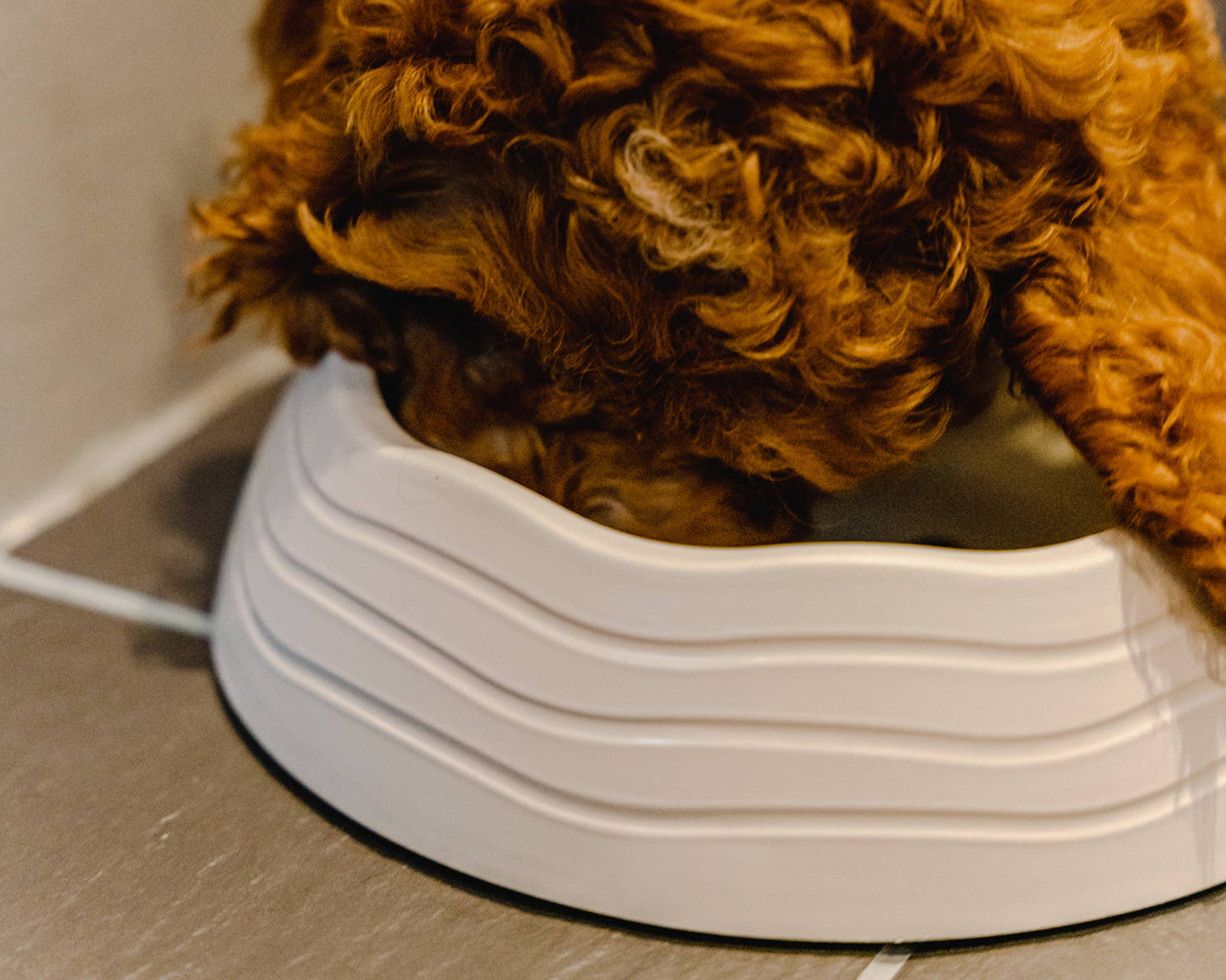 Close view of a dog eating from the Recycled Ocean Plastic Dog Bowl showcasing bowl depth and texture.