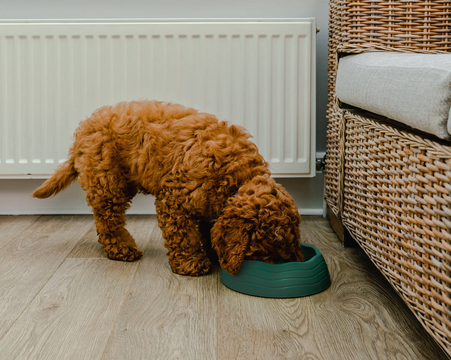 View of a dog eating from the Recycled Ocean Plastic Dog Bowl demonstrating its practical use.