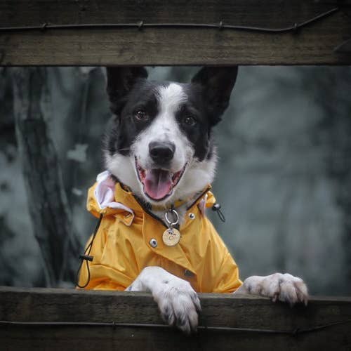 Close-up view of the Yellow 'Buddy' Dog Raincoat showcasing fabric texture and seams.