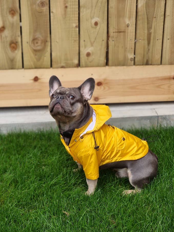View of a dog wearing the Yellow 'Buddy' Dog Raincoat demonstrating fit and style.