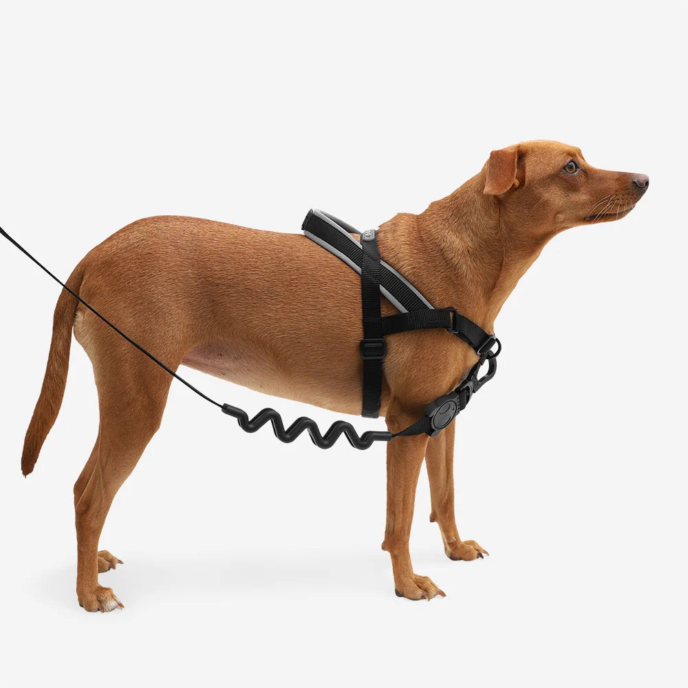 Zee.Dog Softer Walk Harness | Gotham