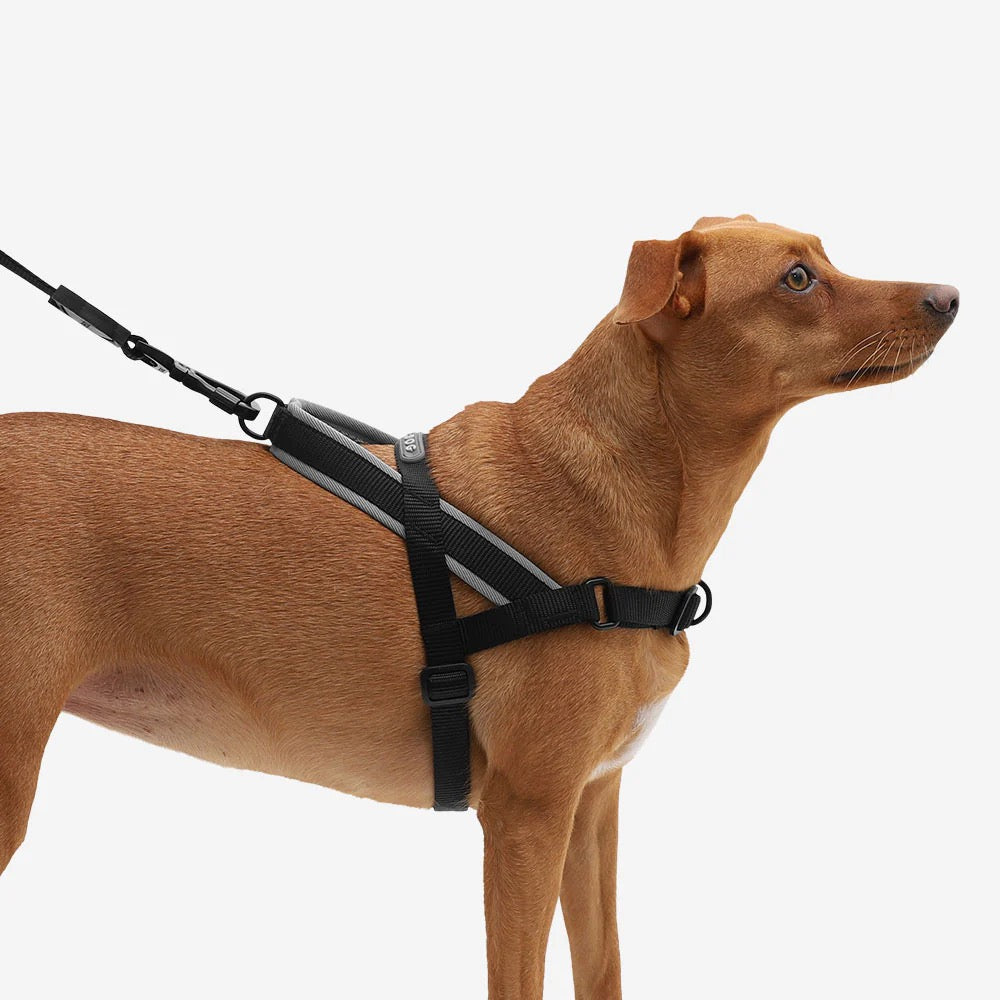 Zee.Dog Softer Walk Harness | Gotham
