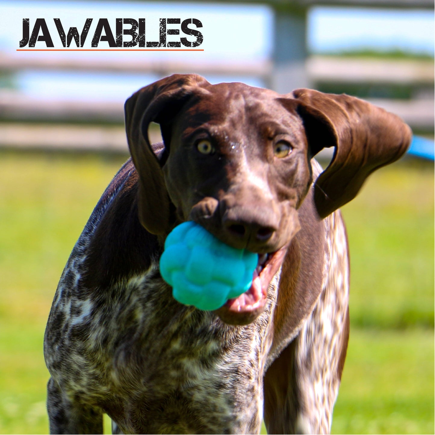 Tough Dog Toy 