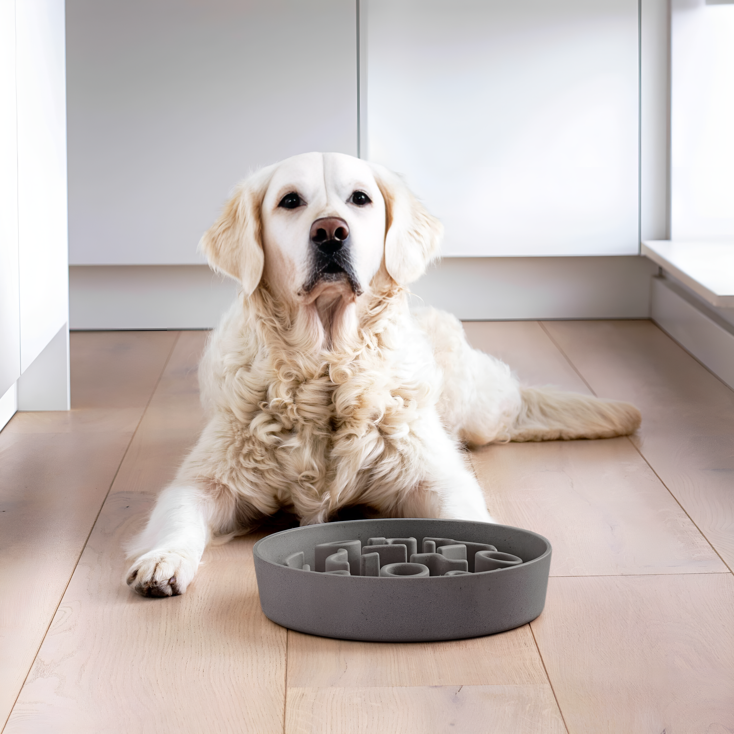 Dog Bowl