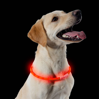 A dog wearing an orange LED flashing dog collar, designed for night walks with waterproof durability and bright illumination.
