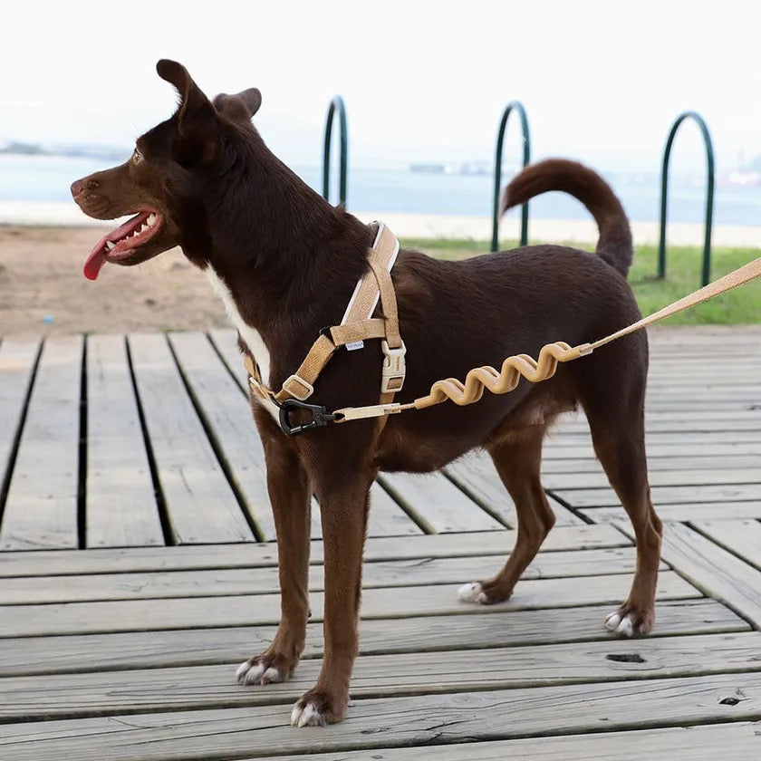 View of a dog wearing the Softer Walk Harness Dune highlighting its comfortable fit and secure straps.
