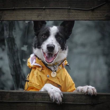 Close-up view of the Yellow 'Buddy' Dog Raincoat showcasing fabric texture and seams.