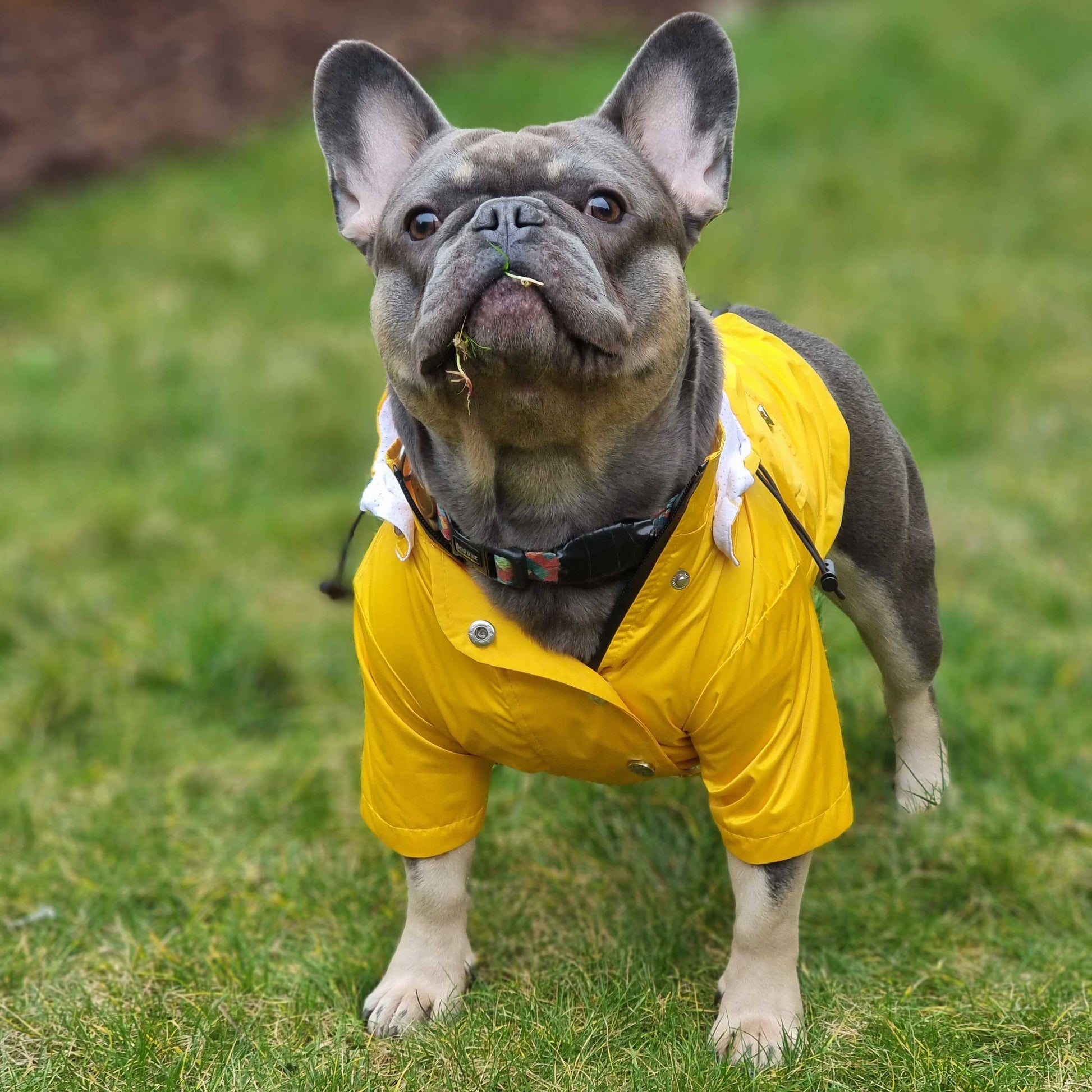 Front view of the Yellow 'Buddy' Dog Raincoat showcasing its bright color and waterproof design.
