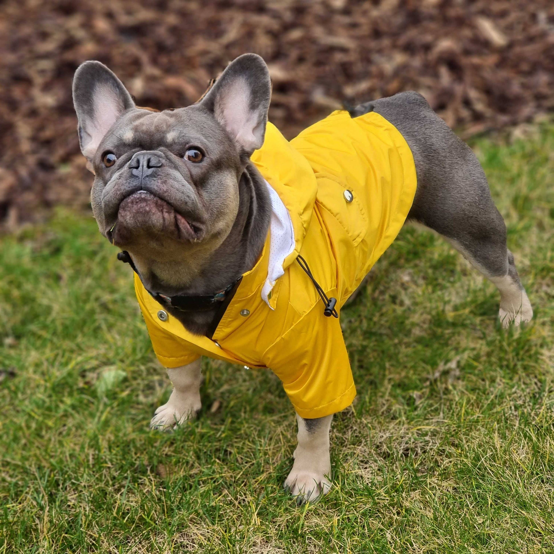  Side view of the Yellow 'Buddy' Dog Raincoat featuring reflective strips and comfortable coverage.