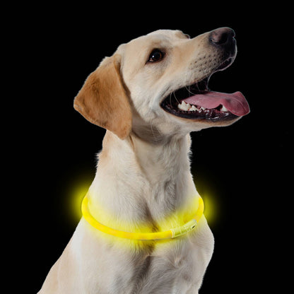 A dog wearing a yellow flashing dog collar light, ensuring visibility up to 500m with adjustable light modes and rechargeable battery.